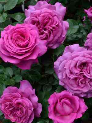 shantredeparm_chartreusedeparme_optimized.jpg Шартрез де Парм (Chartreuse de Parme)