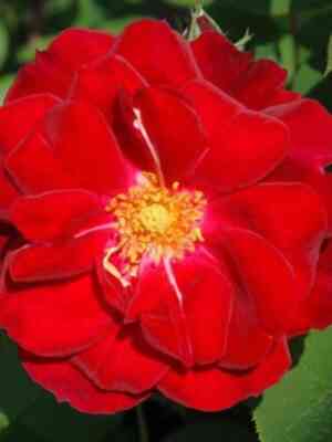 Шапель Мэйнор Хаус (Capel Manor House)