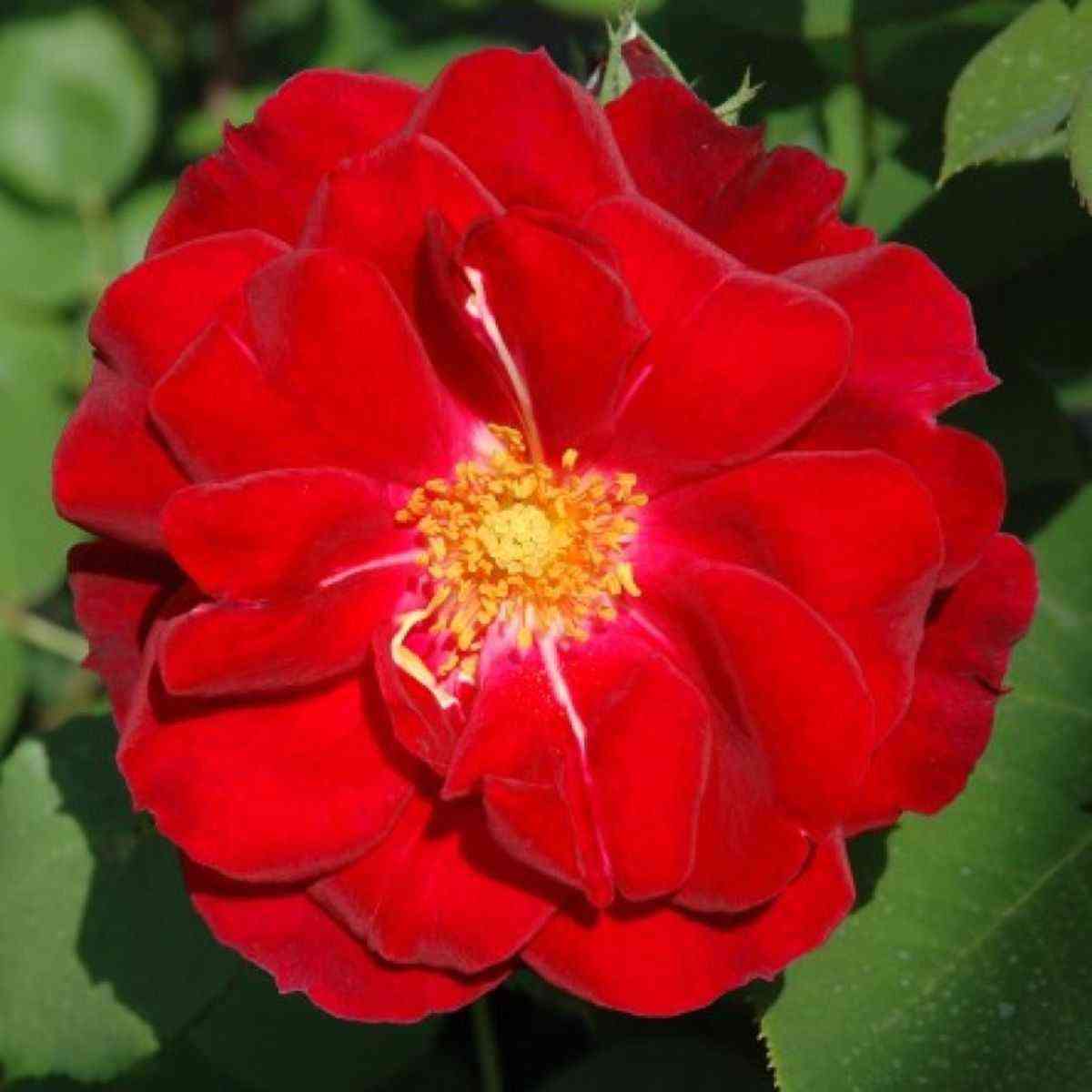 Шапель Мэйнор Хаус (Capel Manor House)