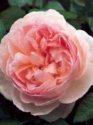 sharifa_asma.jpg Шарифа Асма (Sharifa Asma)