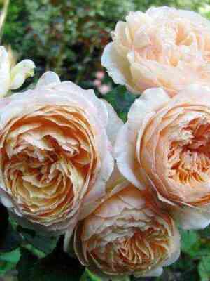 Шарль де Нерво (Charles de Nervaux)