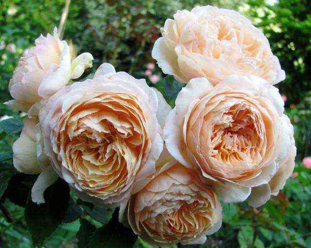 sharl_de_nervo.jpg Шарль де Нерво (Charles de Nervaux)