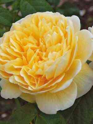 sharlota.jpg Шарлотта (Charlotte)