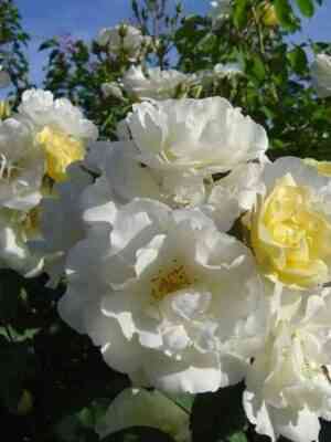 Шато де Мюнсбах (Chateau de Munsbach)