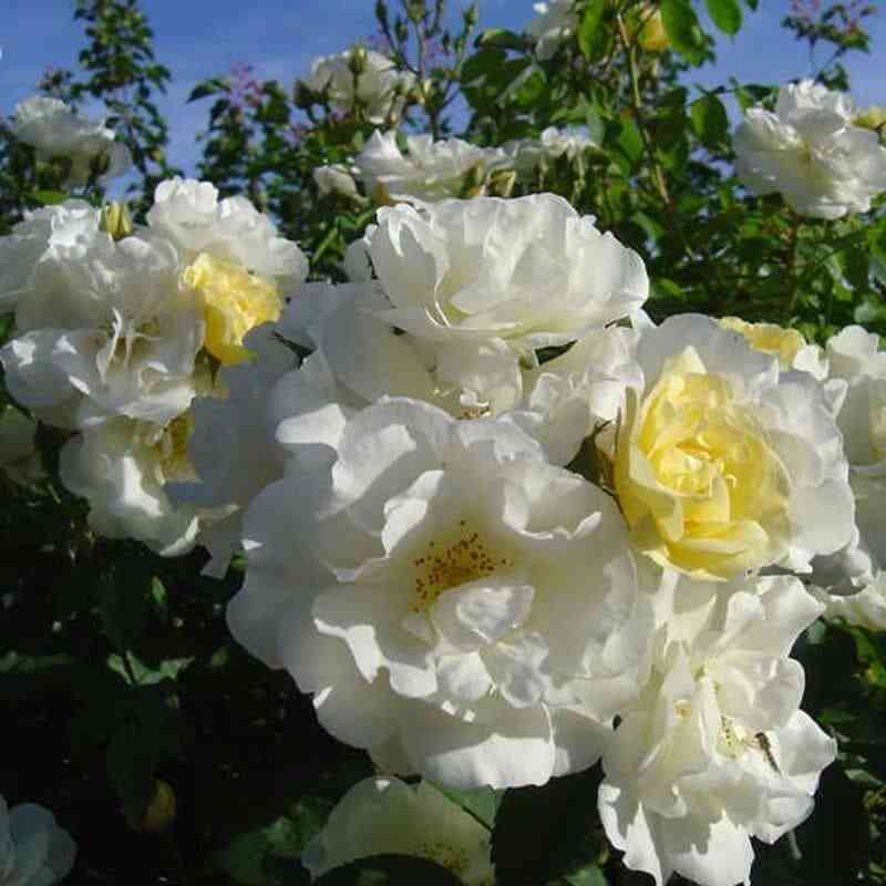 Шато де Мюнсбах (Chateau de Munsbach)