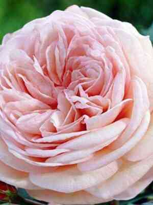 shato_barberolis1.jpg Шато Барберолис (Chateau Barbeyrolle)