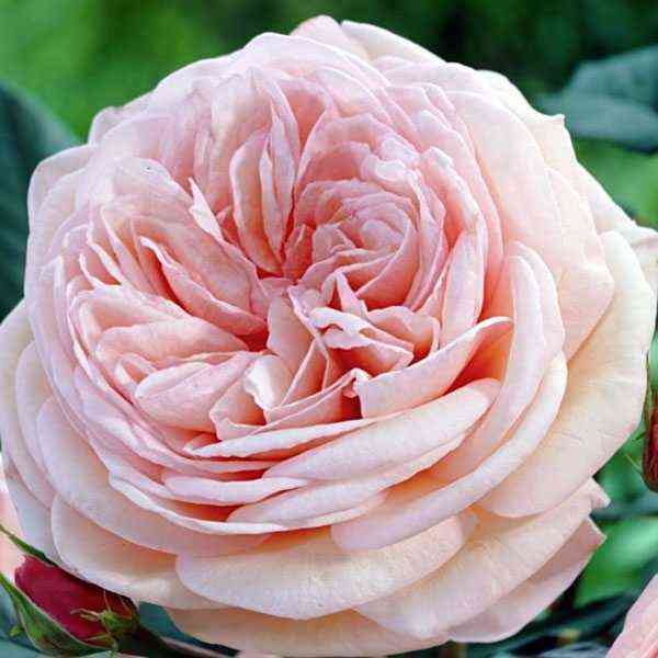 Шато Барберолис (Chateau Barbeyrolle)