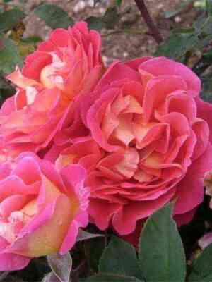 Шато Де Вертуа (Chateau De Verteuil)