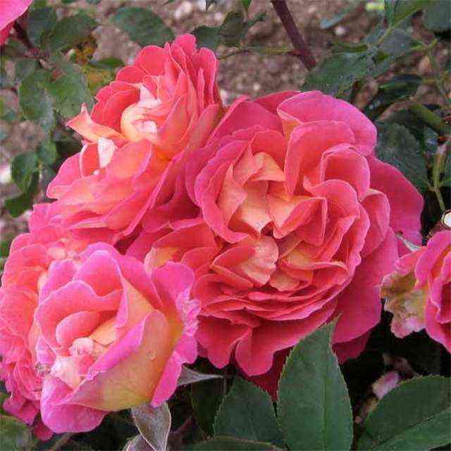 Шато Де Вертуа (Chateau De Verteuil)