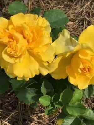 shell-shell_optimized.jpg Шелл (Shell)