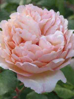 Принцесса Шарлен де Монако (Princesse Charlene de Monaco)