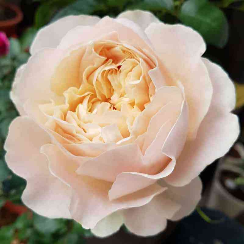 Шифон (Chiffon)