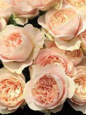 shifon1.jpg Шифон (Chiffon)