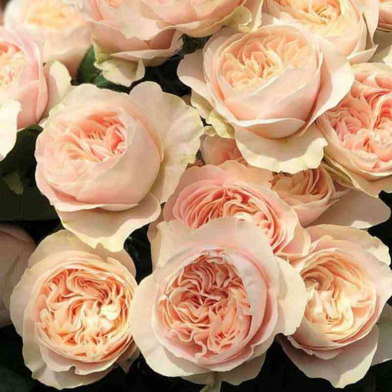 Шифон (Chiffon)