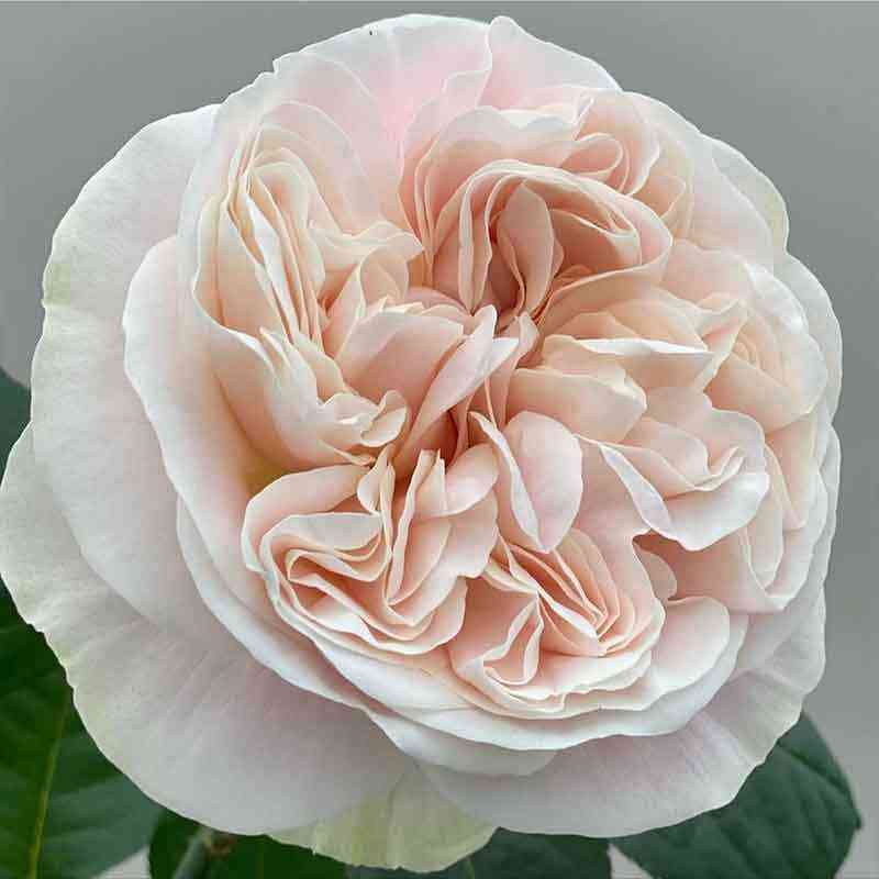 Шифон (Chiffon)