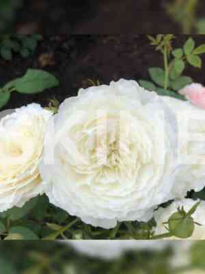 Шилаби(Shilabe)