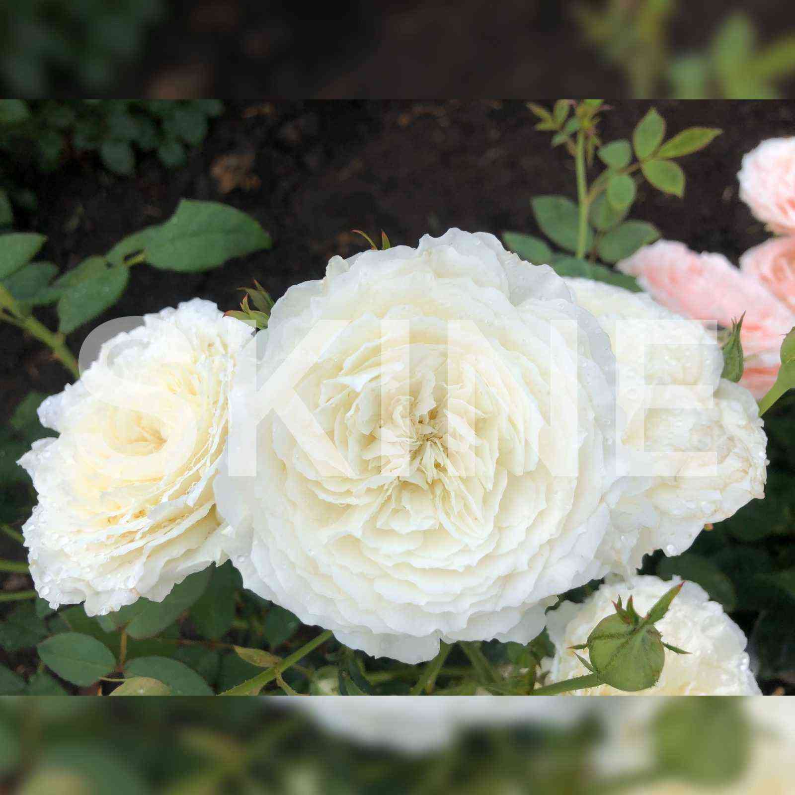 Шилаби(Shilabe)