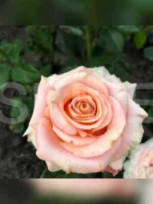 shimmer1.jpg Шиммер (Shimmer)