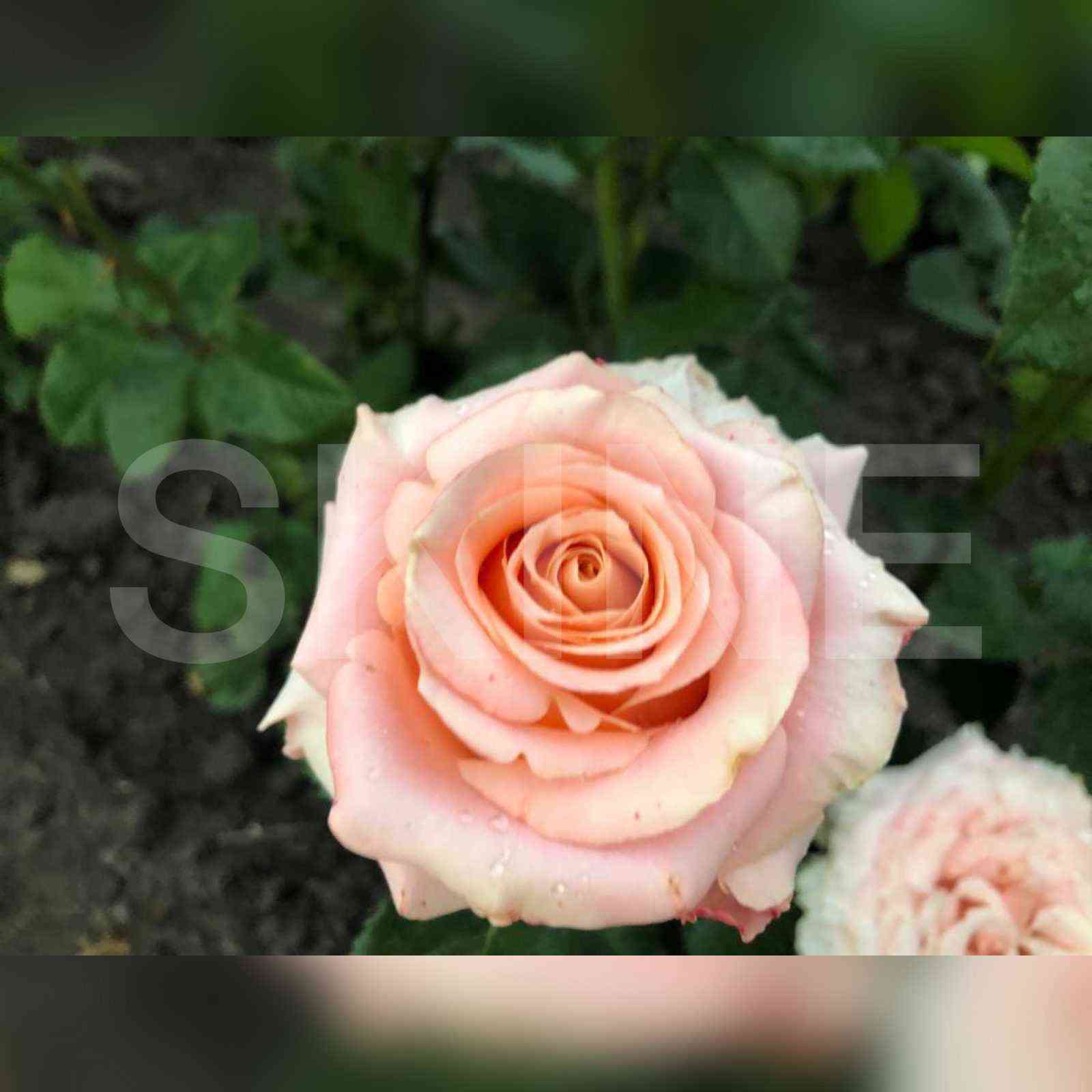 Шиммер (Shimmer)