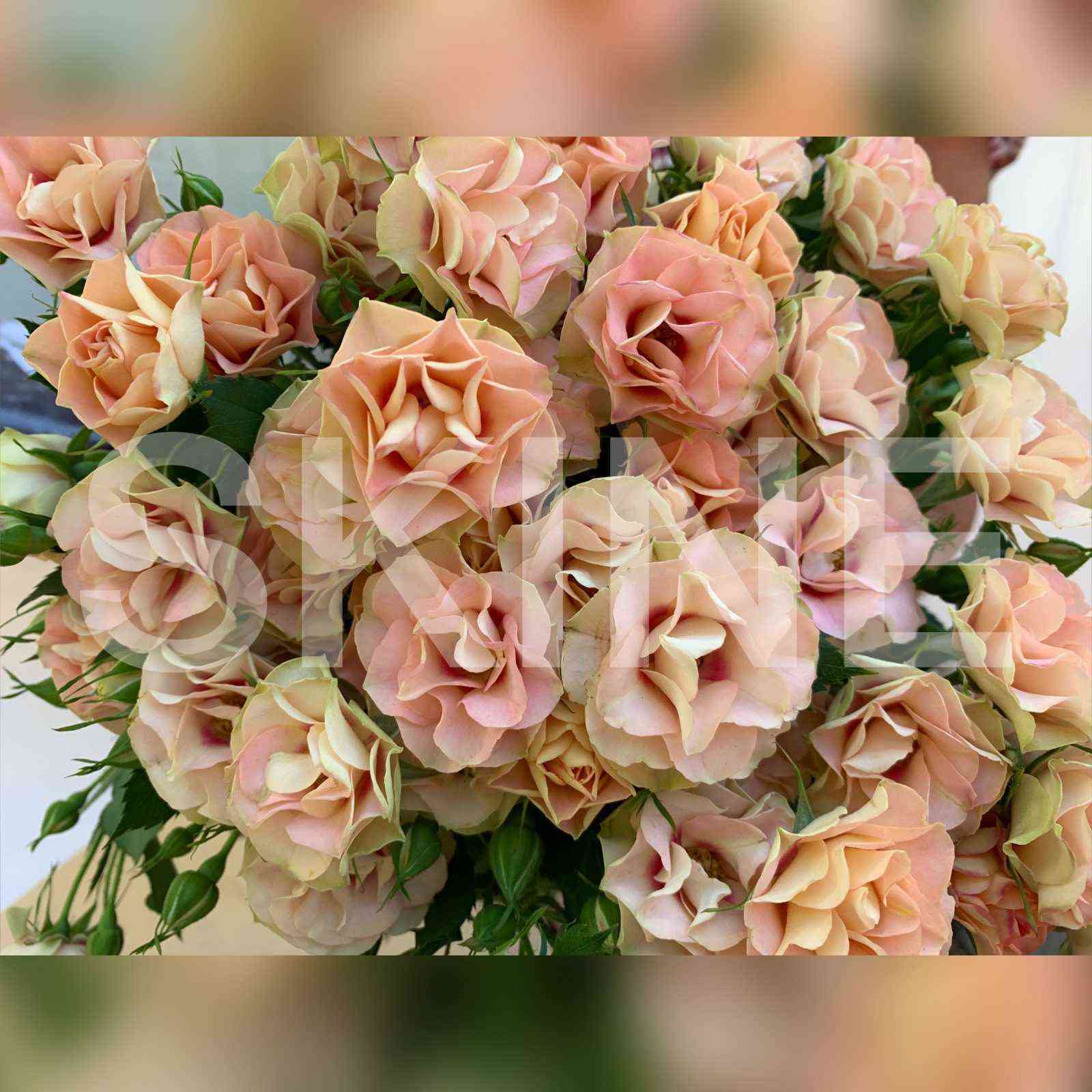 shiraz.jpg Шираз (Shiraz)