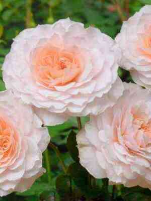 Шлосс Ойтин (Schloss Eutin)