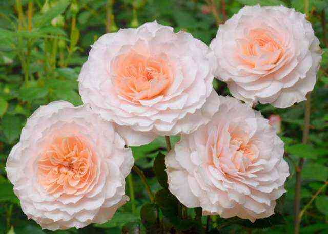 Шлосс Ойтин (Schloss Eutin)