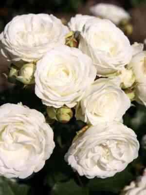 Шнеекюсхен (Schneekusschen)