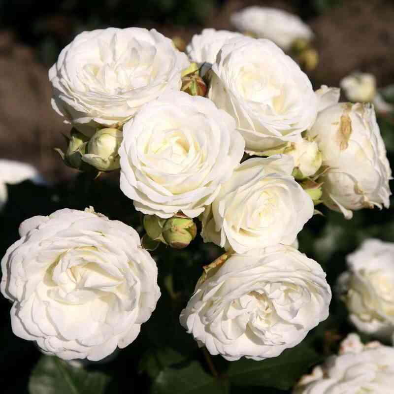 Шнеекюсхен (Schneekusschen)