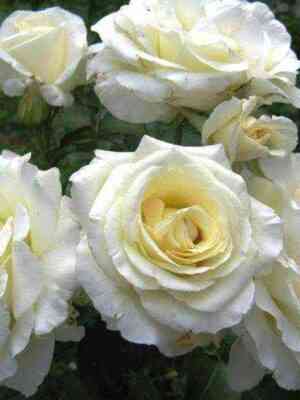 shneeval_cer.jpg Шнеевальцер (Scheewalzer)