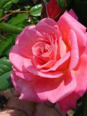 shogun.jpg Шогун (Shogun)