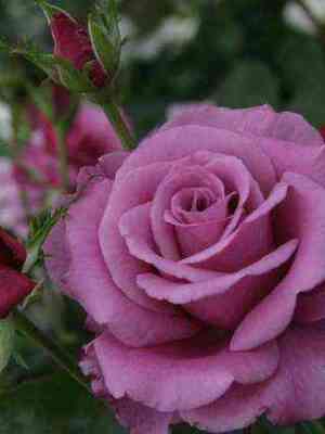 Шокинг Блю (Shocking Blue)