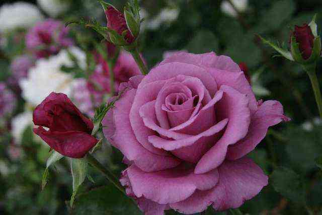 shoking_blyu.jpg Шокинг Блю (Shocking Blue)