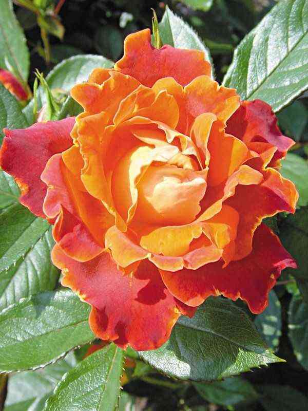 Шоколад Раффлс (Chocolate Ruffles)