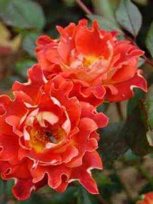 Шоколад Раффлс (Chocolate Ruffles)