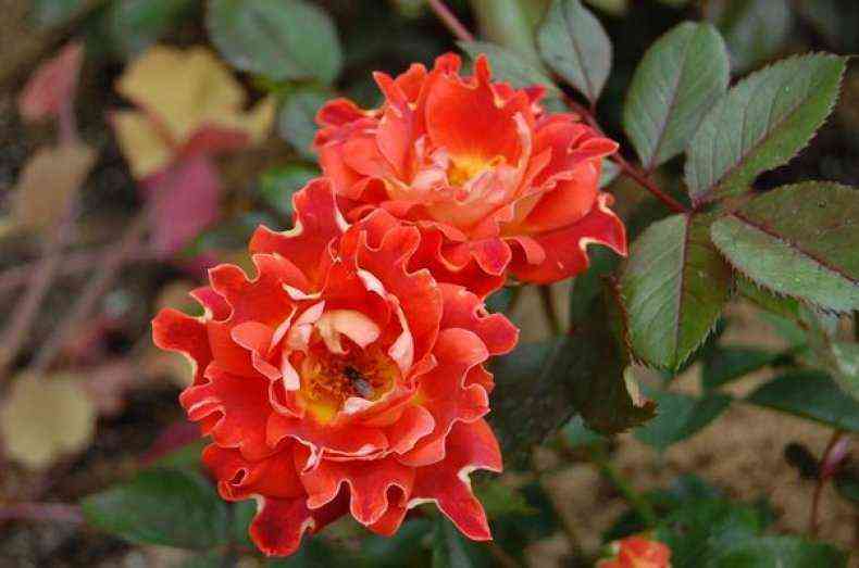 Шоколад Раффлс (Chocolate Ruffles)