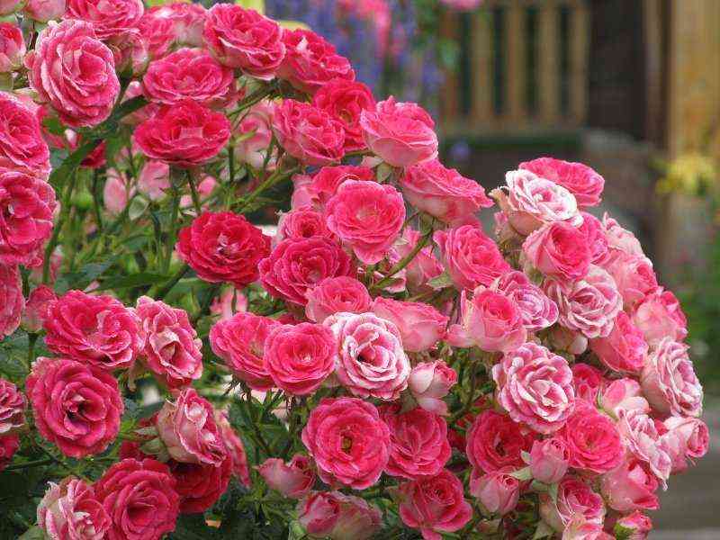 Шоне Кобленцерин (Schöne Koblenzerin)