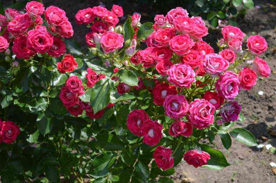 Шоне Кобленцерин (Schöne Koblenzerin)