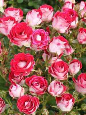 Шоне Кобленцерин (Schöne Koblenzerin)