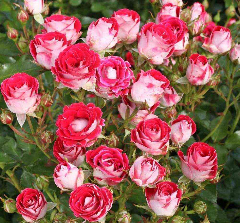 Шоне Кобленцерин (Schöne Koblenzerin)