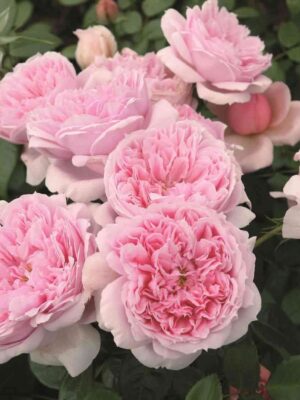 shone-mejd.jpeg Шоне Майд (Schone Maid)