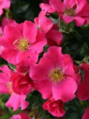 shtadt_rom.jpg Штадт Ром (Stadt Rom)