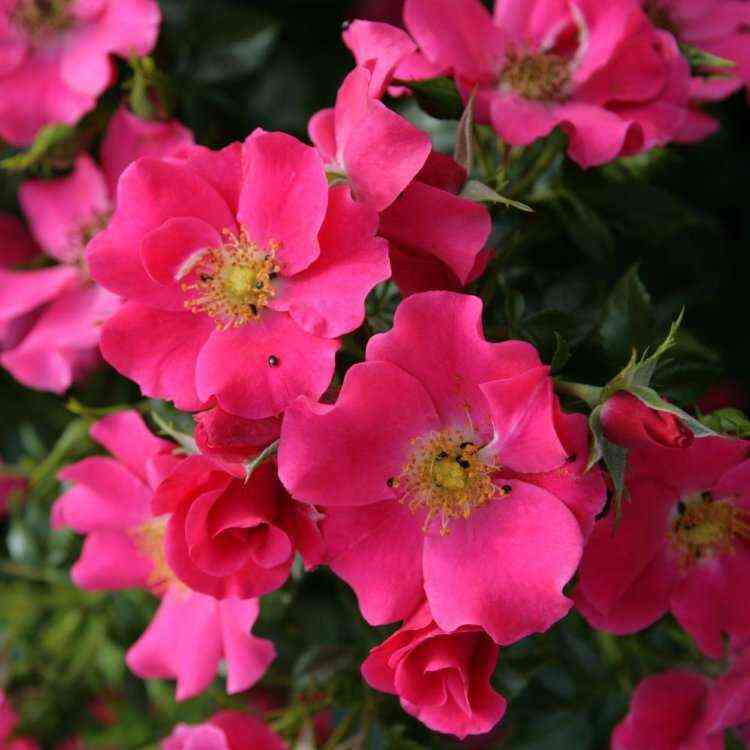 Штадт Ром (Stadt Rom)