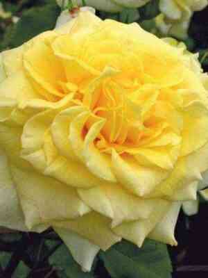 Штернталер (Sterntaler)