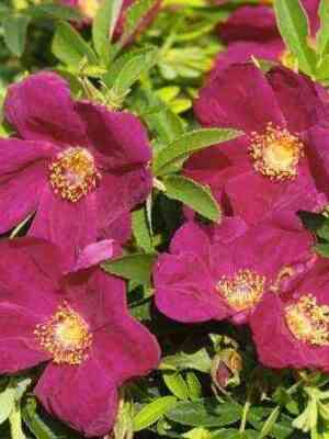 shtrandperle_amrum.jpg Штрандперле Амрум (Strandperle Amrum)