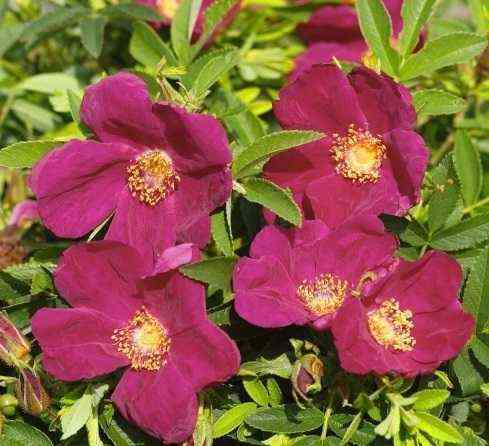 shtrandperle_amrum.jpg Штрандперле Амрум (Strandperle Amrum)