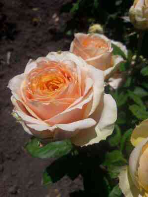 shuhroni.jpg Шукрани (Shukrani)