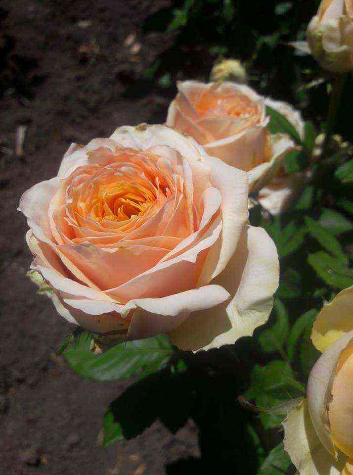 Шукрани (Shukrani)