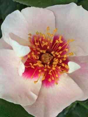 si_yu_in_red.jpg Си Ю Ин Ред (See You in Red)