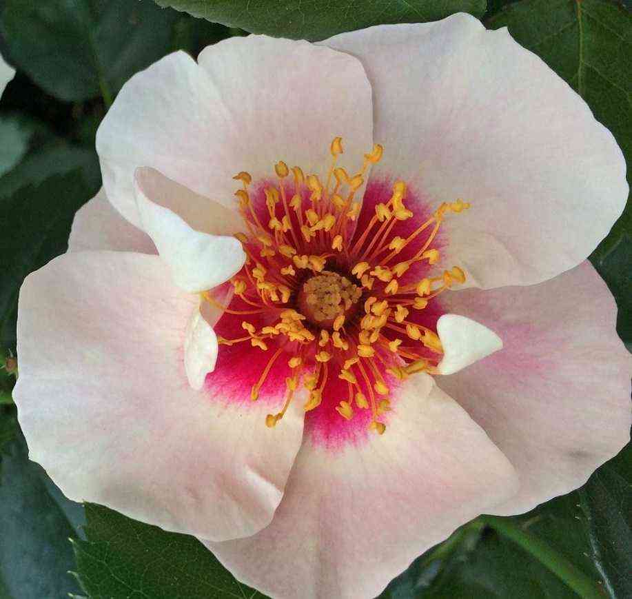 si_yu_in_red.jpg Си Ю Ин Ред (See You in Red)