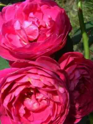 sibel.jpg Сибэль (Cybelle)